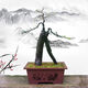 Sichuan golden marble grafting ripe pile Chongqing old pile fruit mother pile bonsai tree stump golden egg blood red fruit gourd fruit No. 1047 grafting 5 blood red fruit Delivery with pots Good for planting with pots