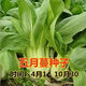 Shanghai green seeds for four seasons, small green vegetables, chicken feathers, fast vegetables, small cabbage, rape, heat, moisture and cold resistance, field use, original authentic May slow seeds, about 3600 capsules, 3 packs