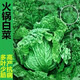 Hot pot cabbage seeds, wrinkled leaves, gluten-free, high-yielding and disease-resistant, spring, summer and autumn, field hemp leaf, cabbage seed vegetable seeds, Jin Wangjie hemp leaf hot pot vegetable seeds, 1 pack, about 1800 pieces