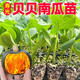 Authentic Chestnut Flavor Real Beibei Pumpkin Seedlings with Soil for Four Seasons Potted Honey Old Pumpkins, Take 3 + 3 Trees (6 Plants in Total) (Grade A) Beibei Pumpkin Seedlings (Strong Seedlings)
