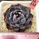 威廉王子肉肉多肉植物小盆栽绿植花卉锦一物一拍 a679