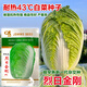 Japanese Xiayang heat-resistant Chinese cabbage seeds, vegetable seeds, Shandong summer high temperature, autumn four-season Bai Lai, Lieyang King Kong cabbage 10 grams (heat-resistant below 43 degrees)