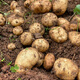 Banshu Fresh Potatoes Guizhou Specialty Alpine Potatoes Potatoes Yellow Skin Yellow Heart Potatoes Farm Homegrown Vegetables Yellow Skin Potatoes 5Jin Jin equals 0.5kg (net weight)