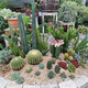 Golden Fairy Agave Bola de color ámbar dorado Suculentas Suculentos de jardín árido resistente al sol