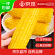 Jingmi Northeastern yellow waxy corn 1.8Jin Jin is equal to 0.5kg (3-4 ears) Northeastern sweet sticky corn on the cob breakfast corn directly from the source