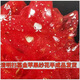 Big red flower hand-tied flower tombstone flower red cloth silk cloth Qingming tomb sweeping tomb encrypted multi-layered flower pattern 50 cm diameter golden apple gauze flower