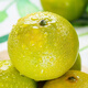 Yimeng Fruits and Vegetables Authentic Guangxi Emperor Citrus Tribute Orange Tribute Fresh Fruit Seasonal Picked Fruit Mid-Autumn Festival Gift Box Gift 5Jin Jin is equal to 0.5kg Jutian Tribute Fruit丨60MM+ Net 4.5Jin Jin is equal to 0.5kg
