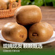 Jingmi Pujiang yellow-heart kiwi fruit 10 pieces, single fruit 110-130g, fruit Mid-Autumn Festival gift shipped directly from the origin