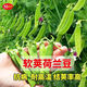 Sweet and crispy snow pea seeds, peas with double flowers and double clamps, cold-resistant farmers' own autumn and winter beans seeds that can survive the winter, snow pea seeds, double flowers and double pods, potted plants, 1 selected