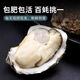 Fresh Rushan oysters, fresh oysters, oysters, 5 Jin Jin equal to 0.5 kg box, 3XL medium oysters (11-16 pieces per box) whole box, 5 Jin Jin, equal to 0.5 kg oysters