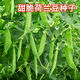 Sweet and crispy snow pea seeds, peas with double flowers and double clamps, cold-resistant farmers' own autumn and winter beans seeds that can survive the winter, snow pea seeds, double flowers and double pods, potted plants, 1 selected