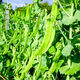 Sweet and crispy snow pea seeds, peas with double flowers and double clamps, cold-resistant farmers' own autumn and winter beans seeds that can survive the winter, snow pea seeds, double flowers and double pods, potted plants, 1 selected