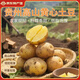 Banshu Fresh Potatoes Guizhou Specialty Alpine Potatoes Potatoes Yellow Skin Yellow Heart Potatoes Farm Homegrown Vegetables Yellow Skin Potatoes 5Jin Jin equals 0.5kg (net weight)