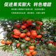 Potassium chloride potassium fertilizer high-efficiency agricultural fertilizer soluble instant easy compound fertilizer Ural white crystal potassium chloride