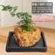 Absorbent stone flower pot, natural strange stone, absorbent stone, water-absorbing stone, raw stone stone pot, calamus succulent potted plant, bonsai micro-scape, 13-17cm stone pot + cliff small elm tree package 2