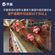 Huazhu 5% laying hen premix, peak egg production period chicken feed, egg production period feed, reserve chicken early stage compound premix, layer hen breeding period feed, whole ton as low as 90/bag