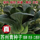 Shanghai green seeds for all seasons, small green vegetables, chicken feathers, fast vegetable varieties, small cabbage, rapeseed, heat, humidity and cold resistant, for field use, original black big-headed Suzhou green seeds, about 1200 capsules, 1 pack