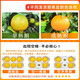 Guoluyuan Sichuan Ehime No. 38 Jelly Orange Seasonal Citrus Orange Fresh Seasonal Fruit Citrus Orange Seasonal Box 5Jin Jin equals 0.5kg Selected good fruit 70-80MM Net 4.5Jin Jin equals 0.5kg