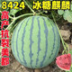 8424 Kirin watermelon seeds, seedless, high-yielding rock sugar, lazy watermelon seeds, southern four-season vegetable and fruit seeds, Huayu original color pack, 3 packs, about 150 capsules