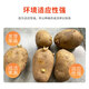 Sprouted potato seeds with yellow skin and yellow heart and buds original seeds wholesale large potatoes local potato seeds early maturing yellow skin potato seeds 10Jin Jin is equal to 0.5 kg (with buds)