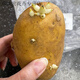 Sprouted potato seeds with yellow skin and yellow heart and buds original seeds wholesale large potatoes local potato seeds early maturing yellow skin potato seeds 10Jin Jin is equal to 0.5 kg (with buds)
