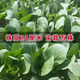 Shanghai green seeds for four seasons, small green vegetables, chicken feathers, fast vegetables, small cabbage, rape, heat, moisture and cold resistance, field use, original authentic May slow seeds, about 3600 capsules, 3 packs