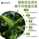 Lan Jingtian universal plant nutrient solution concentrated fertilizer balcony gardening money tree fruit vegetables green plants flowers household 500ml