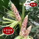 National Approval Super Sweet Colorful Waxy Corn Seeds Flowery Waxy Corn Seeds Colorful Cloud Sweet Waxy Corn Farmers High Yield National Approval Colorful Waxy Corn Seeds 2 Packs About 100 Grains