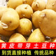 Sprouted potato seeds with yellow skin and yellow heart and buds original seeds wholesale large potatoes local potato seeds early maturing yellow skin potato seeds 10Jin Jin is equal to 0.5 kg (with buds)