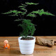 Asparagus potted green plants flowers bonsai plants indoor living room hydroponic Asparagus pine cloud bamboo Asparagus large seedlings evergreen all year round Asparagus 1 piece original pot original soil ball delivery height 15-25cm