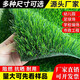 Simulated lawn carpet, artificial fake turf paving, balcony kindergarten outdoor mat, plastic turf green space decoration, 2.5 cm tricolor grass, 2 meters wide, 20 meters long