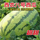 NONGZHIZI Xinong No. 8 Watermelon Seeds Large Watermelon Extra Large Fruit and Vegetable Seeds Suitable for the South Authentic Xinong No. 8 Watermelon Seeds 30 capsules x 5/medium ripe