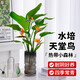 Hydroponic bird of paradise potted flower plants indoor living room green plant surface Strelitzia reginae absorbs formaldehyde and is easy to feed in all seasons. High-quality hydroponic bird of paradise 40-50 cm 3 trees