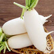 White radish, fresh in season, freshly dug, crispy, sweet and juicy, farm-grown and eaten raw, crispy, sweet and refreshing. White radish 5Jin Jin is equal to 0.5kg.