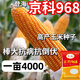 Denghai Jingke 968 original genuine lodging-resistant short-stem white-shaft corn seeds are disease-resistant, drought-resistant and high-temperature resistant and can be planted in the north and south. Denghai original 4000 grains 2 bags