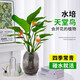 Hydroponic bird of paradise potted flower plants indoor living room green plant surface Strelitzia reginae absorbs formaldehyde and is easy to feed in all seasons. High-quality hydroponic bird of paradise 40-50 cm 3 trees