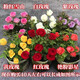 Yunnan Kunming rose seedlings old piles bloom in the current year, big flowers and strong fragrance. Rose old root flowers and green plant potted plants 31 Corolla (old pile seedlings bloom all year round)