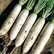 White radish, fresh in season, freshly dug, crispy, sweet and juicy, farm-grown and eaten raw, crispy, sweet and refreshing. White radish 5Jin Jin is equal to 0.5kg.