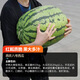 NONGZHIZI Xinong No. 8 Watermelon Seeds Large Watermelon Extra Large Fruit and Vegetable Seeds Suitable for the South Authentic Xinong No. 8 Watermelon Seeds 30 capsules x 5/medium ripe