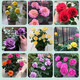 Yunnan Kunming rose seedlings old piles bloom in the current year, big flowers and strong fragrance. Rose old root flowers and green plant potted plants 31 Corolla (old pile seedlings bloom all year round)