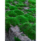 Kebida green moss fresh moss micro landscape plant bonsai potted water and land tank rockery grass landscaping material white large gray moss (15*8)cm 2 boxes