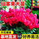 Cyclamen potted plant with flowers extra large rabbit flower plant indoor double Phalaenopsis blooms in all seasons, good for raising seedlings, high-quality original pot, big flower, good luck, Cyclamen (full bloom)