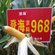 Denghai Jingke 968 original genuine lodging-resistant short-stem white-shaft corn seeds are disease-resistant, drought-resistant and high-temperature resistant and can be planted in the north and south. Denghai original 4000 grains 2 bags