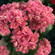 Kalanchoe potted plant with double large flowers and buds is a flower plant that blooms indoors in all seasons and is easy to grow. 12. Golden Fox (with buds) comes with fertilizer and contains a gallon pot.