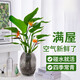 Hydroponic bird of paradise potted flower plants indoor living room green plant surface Strelitzia reginae absorbs formaldehyde and is easy to feed in all seasons. High-quality hydroponic bird of paradise 40-50 cm 3 trees