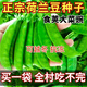 Sweet and crispy snow pea seeds, peas with double flowers and double clamps, cold-resistant farmers' own autumn and winter beans seeds that can survive the winter, snow pea seeds, double flowers and double pods, potted plants, 1 selected