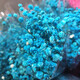 Gypsophila dried flower bouquet preserved flower material blue