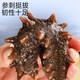 Single ready-to-eat sea cucumber gift box Dalian sea cucumber Dalian specialty sea cucumber thawed ready-to-eat high quality about 8-10cm/piece high quality 30 pieces