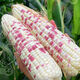 Nationally approved super large stick sweet waxy colorful corn seeds, new varieties of colorful waxy corn seeds, farmers' high-yield corn seeds, nationally approved colorful corn seeds, 1 pack of about 50 grains