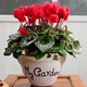 Cyclamen potted plant with flowers extra large rabbit flower plant indoor double Phalaenopsis blooms in all seasons, good for raising seedlings, high-quality original pot, big flower, good luck, Cyclamen (full bloom)